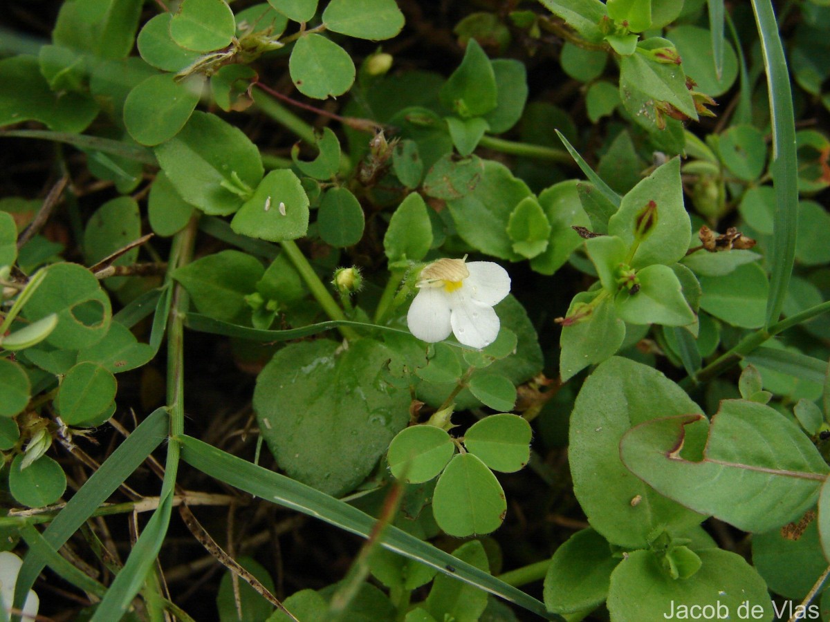Yamazakia pusilla (Willd.) W.R.Barker, Y.S.Liang & Wannan